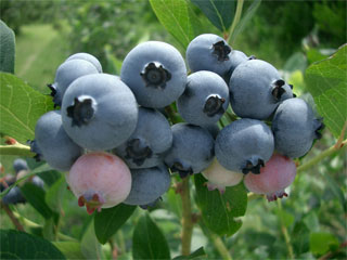 �n�C�u�b�V���n�u���[�x���[
