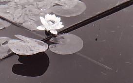 A water lily