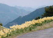 花見山の風景へ
