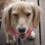 98154.gif