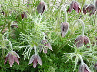 �����ȑ�