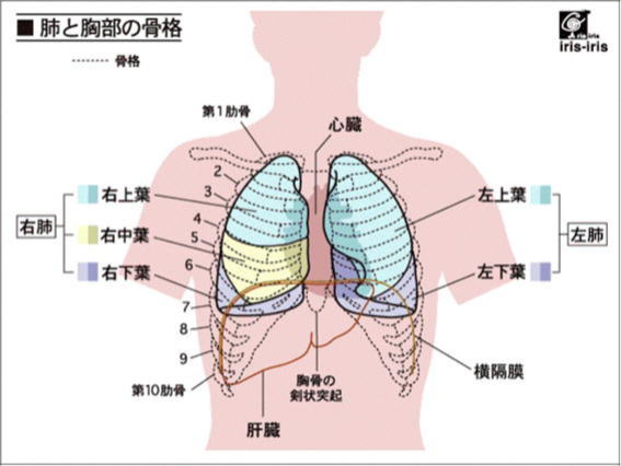 2025年最新】アナトーム社の人気アイテム - メルカリ