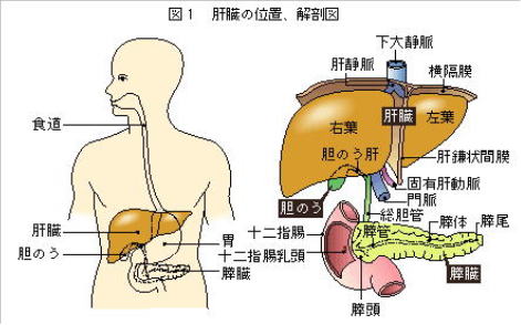 EY06-002 アナトーム社 口腔解剖学 1〜5 内臓学/神経学/脈管