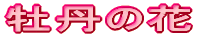 牡丹の花